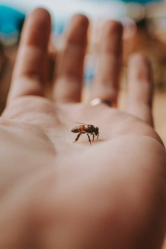 Adopt A Bee Hive